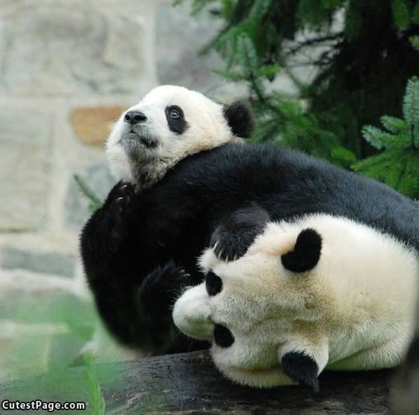 Cute Bear Wrestling