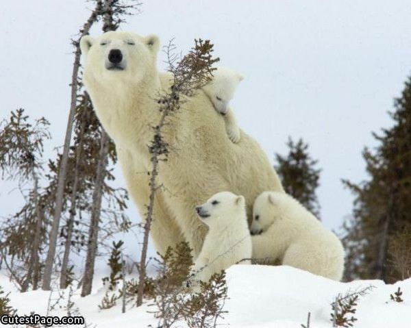 Cute Bears