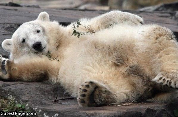 Cute Bears Chillaxin