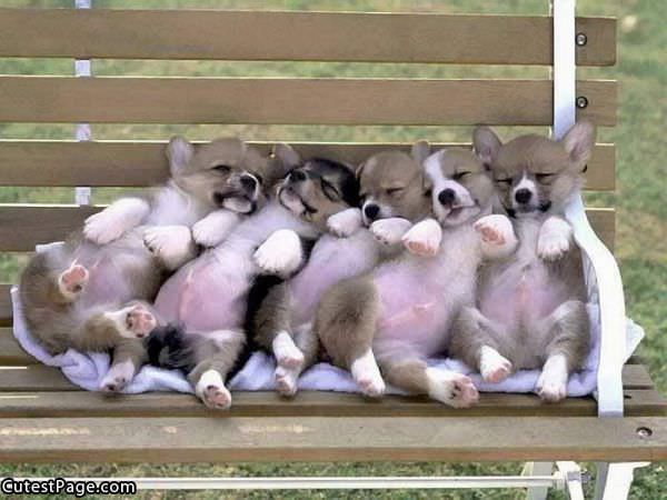 Cute Bench Full