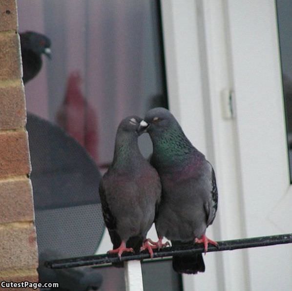 Cute Bird Kiss