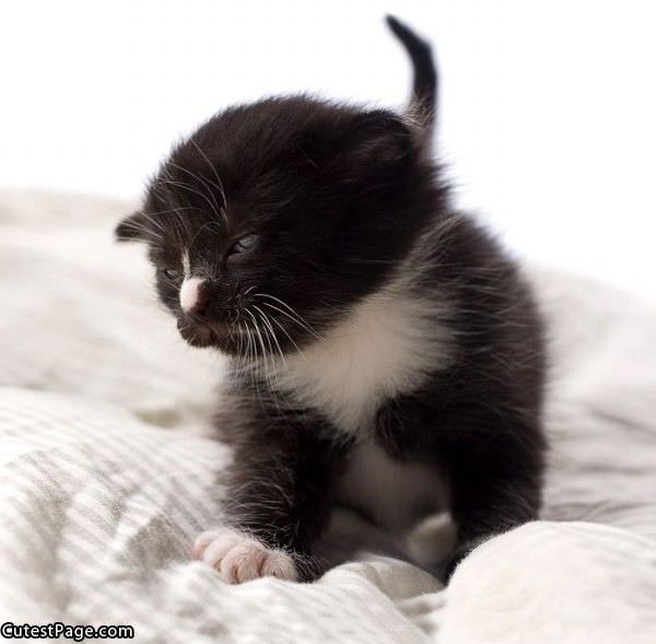 Cute Black Kitten