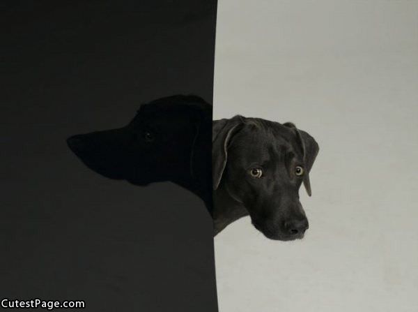 Cute Black Lab