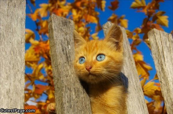 Cute Blue Eyes Pic