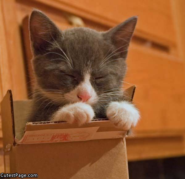 Cute Box Kitten