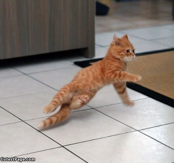 Cute Breakdancing Kitten