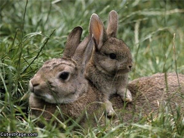 Cute Bunnies