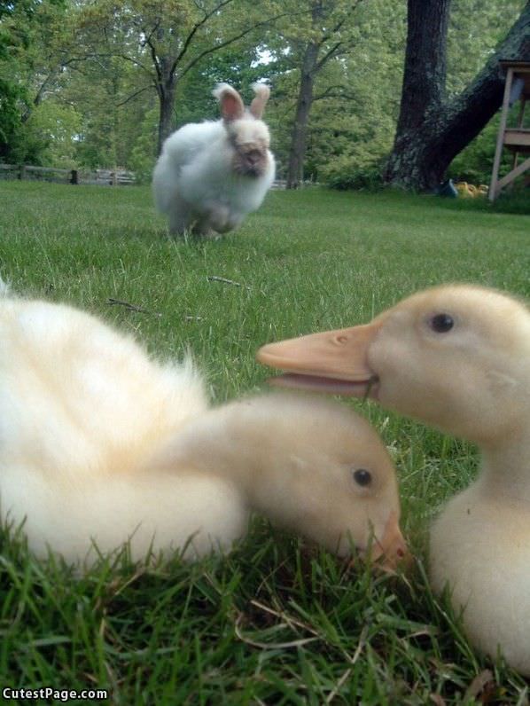 Cute Bunny And Ducks