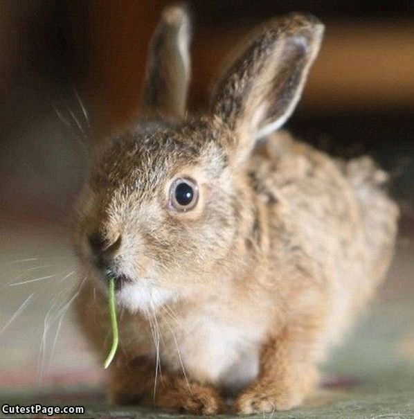 Cute Bunny Closeup