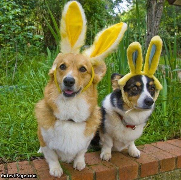 Cute Bunny Cute Dogs