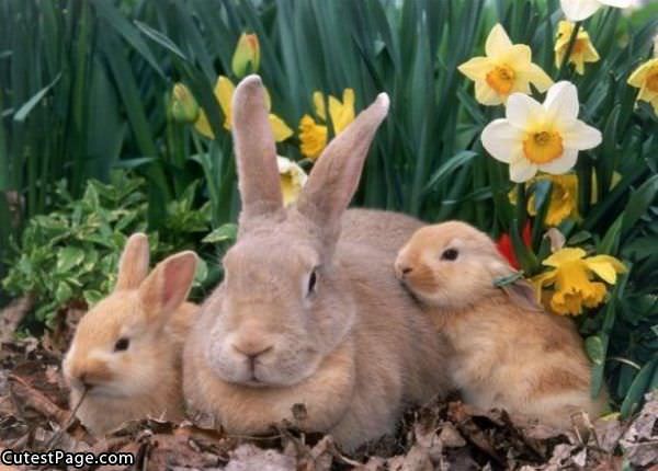 Cute Bunny Fam