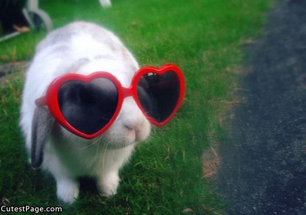 Cute Bunny Glasses