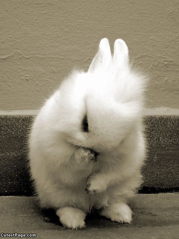 Cute Bunny Nom