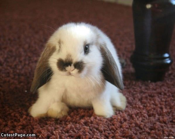 Cute Bunny On The Floor