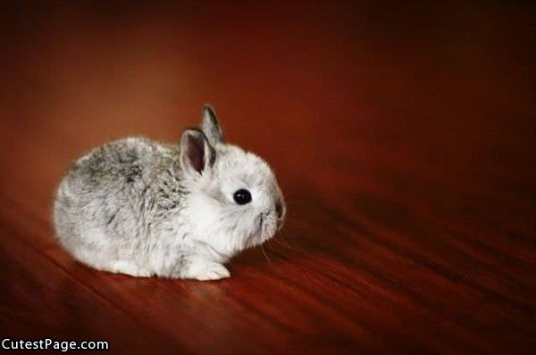 Cute Bunny Pic