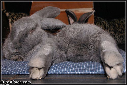 Cute Bunny Relax Time