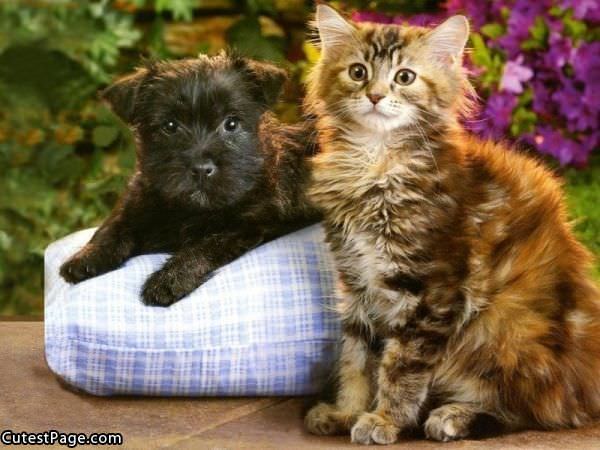 Cute Cat And Dog