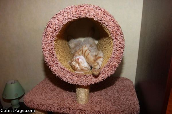 Cute Cat Bed