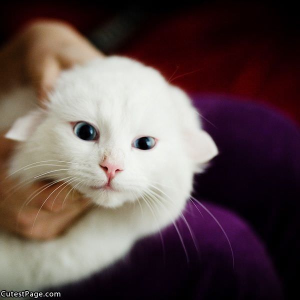 Cute Cat Closeup