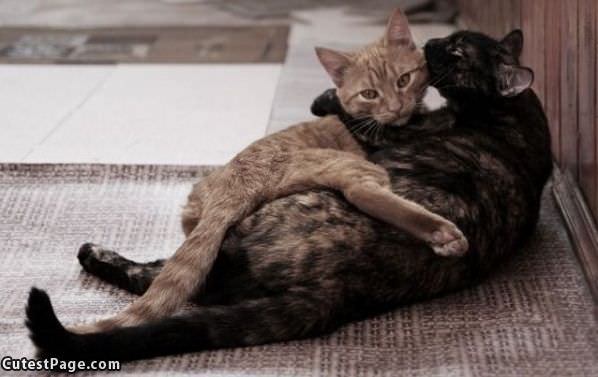 Cute Cat Hug