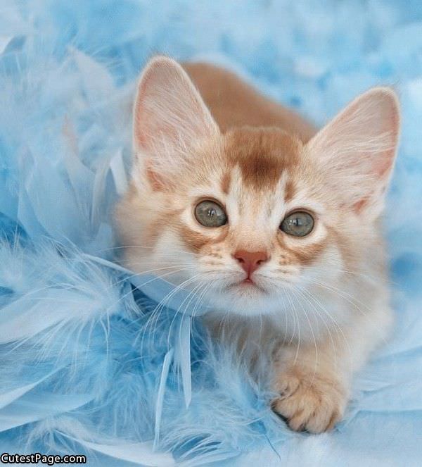 Cute Cat Pic