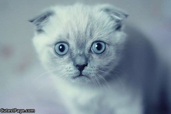 Cute Cat Pix