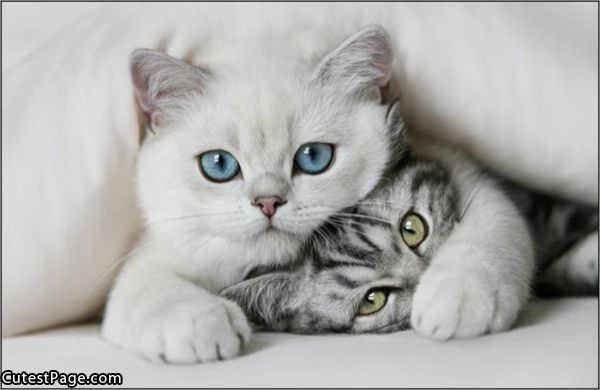 Cute Cats