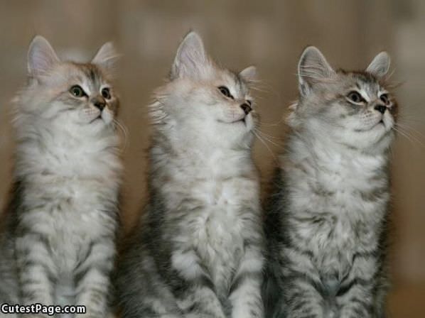 Cute Cats