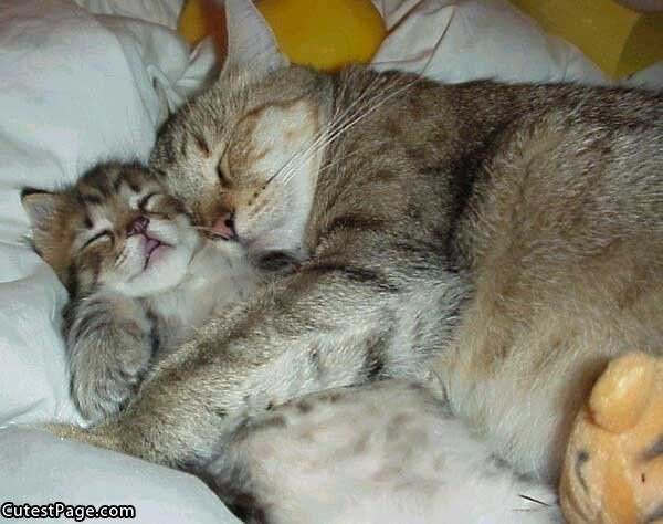 Cute Cats Sleeping Together