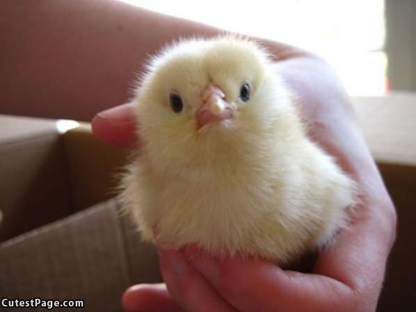 Cute Chick