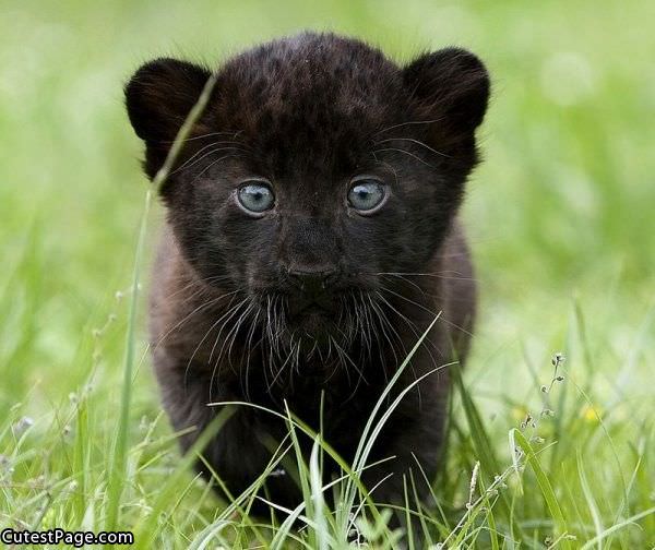 Cute Cub