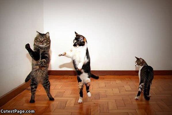 Cute Dancing Cats