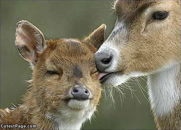 Cute Deer