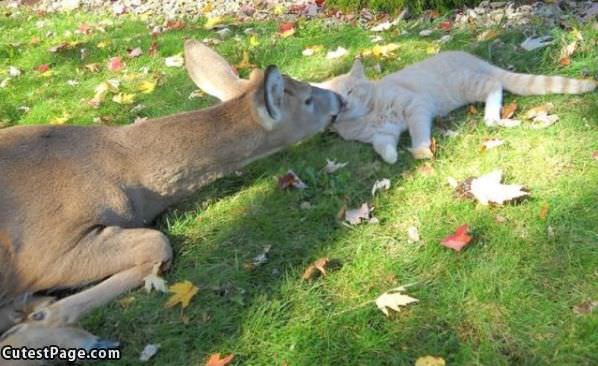 Cute Deer Kisses