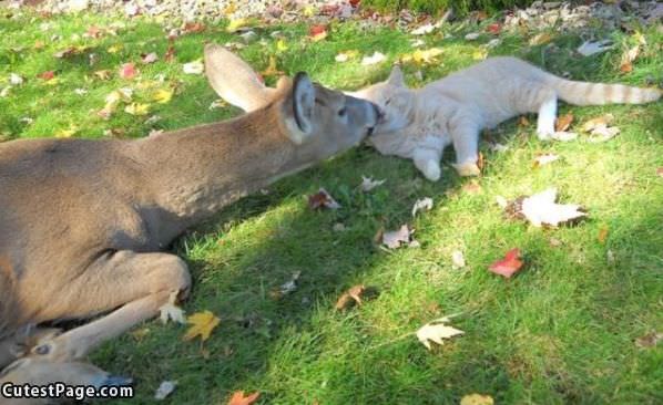 Cute Deer Kisses