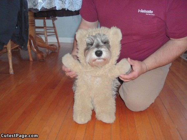 Cute Dog-cute Bear-suit