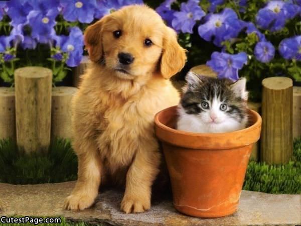 Cute Dog And Cat