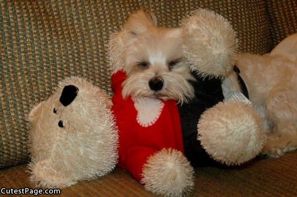 Cute Dog And Teddy
