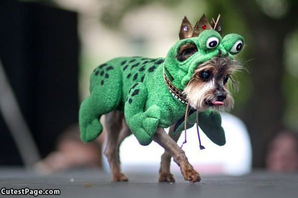 Cute Dog Costume