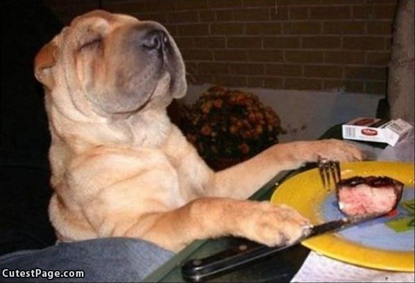 Cute Dog Eating Some Steak