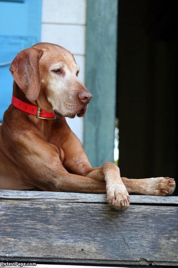 Cute Dog Hanging Out