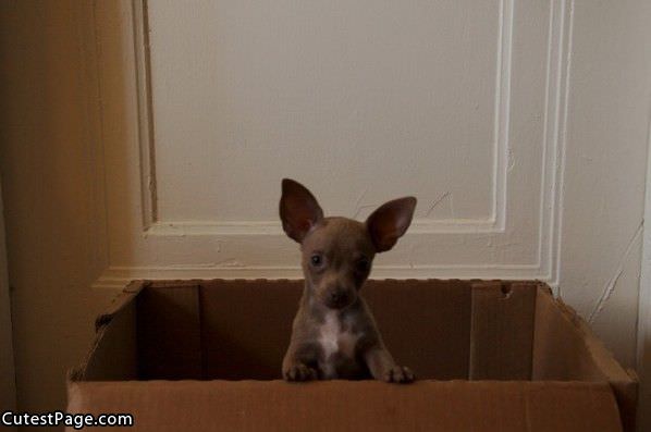 Cute Dog In A Box