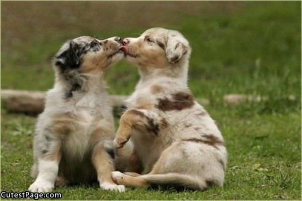 Cute Dog Kiss