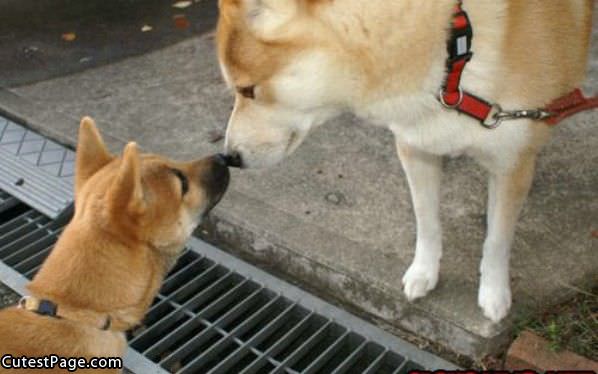 Cute Dog Kisser