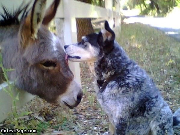 Cute Dog Lick