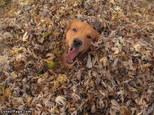 Cute Dog Loves Raking