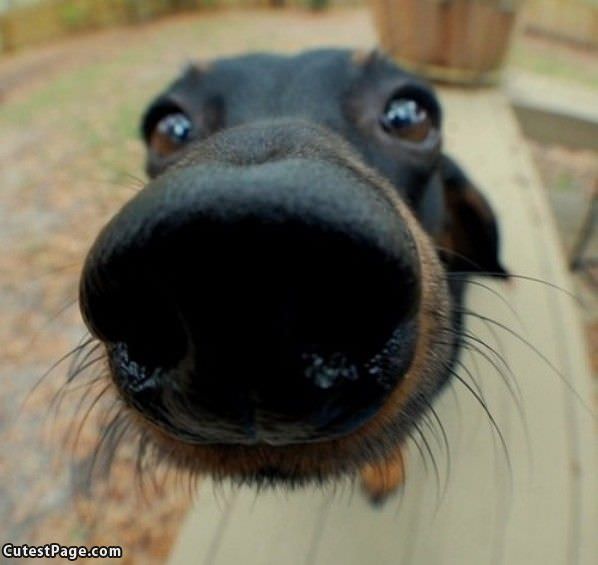 Cute Dog Nose