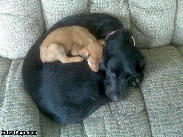 Cute Dog Sleeping On Cute Dog