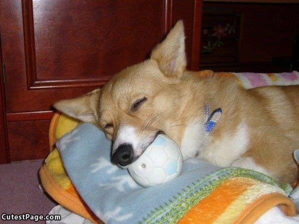 Cute Dog Sleeping With The Ball