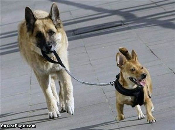 Cute Dog Walking A Cute Dog